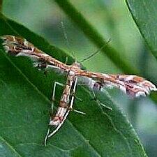 Sphenarches ontario