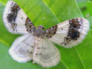 Hydrelia condensata