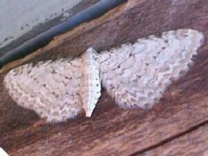 Eupithecia cretaceata