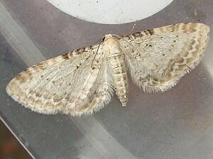 Eupithecia cretaceata