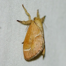 Adoneta bicaudata