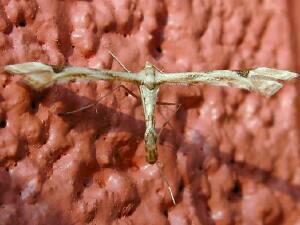 Platyptilia carduidactylus