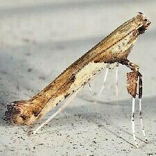 Caloptilia blandella