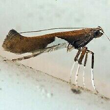 Caloptilia stigmatella