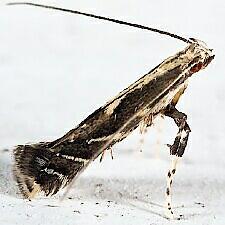 Leucospilapteryx venustella