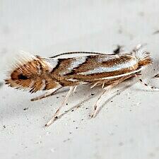 Phyllonorycter blancardella