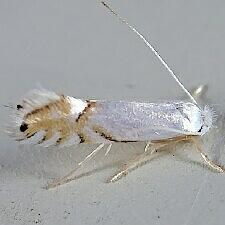 Phyllonorycter clemensella