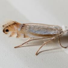 Phyllonorycter quercialbella