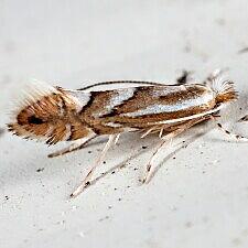 Phyllonorycter sp.