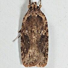 Agonopterix pulvipennella