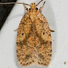 Agonopterix robiniella