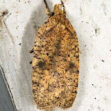 Agonopterix thelmae