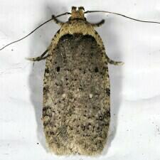 Agonopterix argillacea