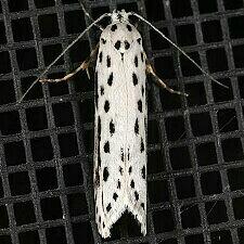 Ethmia zelleriella