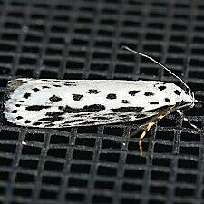 Ethmia zelleriella