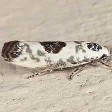 Ethmia submissa