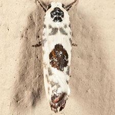 Ethmia submissa