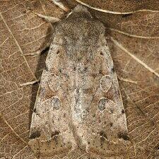 Orthosia hibisci