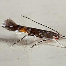 Cosmopterix pulchrimella