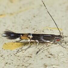 Cosmopterix pulchrimella