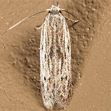 Calosima albapenella