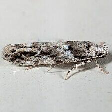 Recurvaria nanella