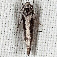 Coleotechnites quercivorella