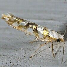 Argyresthia calliphanes