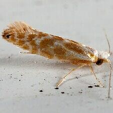 Argyresthia freyella