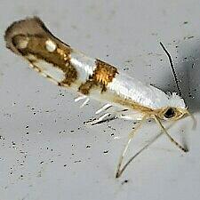 Argyresthia oreasella