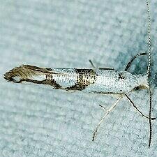 Argyresthia oreasella