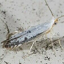 Argyresthia subreticulata