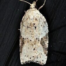 Acleris cornana