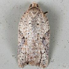 Acleris negundana