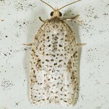 Acleris negundana