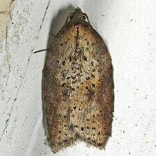 Acleris viburnana