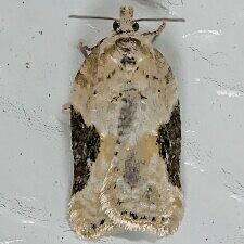 Acleris sp.