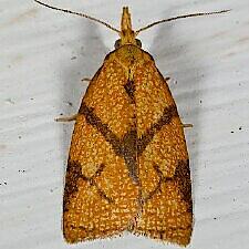 Cenopis reticulatana