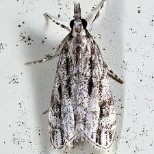 Eudonia strigalis