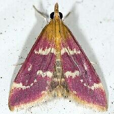 Pyrausta signatalis