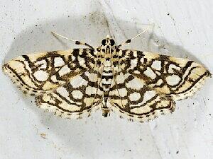 Lygropia rivulalis