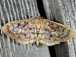 Herpetogramma thestealis