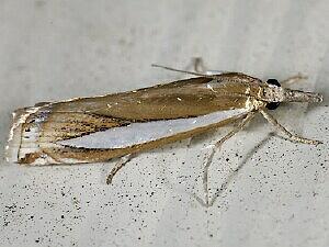 Crambus praefectellus