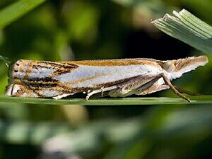 Crambus agitatellus