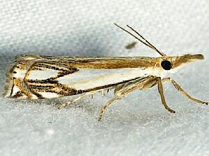 Crambus agitatellus