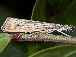 Agriphila ruricolellus