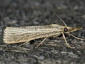 Agriphila vulgivagellus