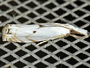 Microcrambus biguttellus