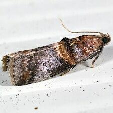 Acrobasis angusella