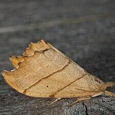 Falcaria bilineata